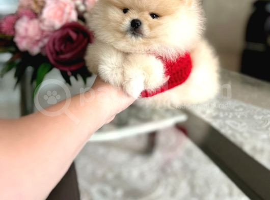 En Üst Kali̇te Ori̇ji̇nal Pomerani̇an Boo görsel