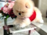 En Üst Kali̇te Ori̇ji̇nal Pomerani̇an Boo