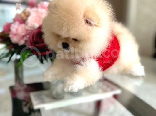 En Üst Kali̇te Ori̇ji̇nal Pomerani̇an Boo görsel