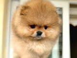 EN ÜST KALİTE OTİJİNAL POMERANİAN BOO