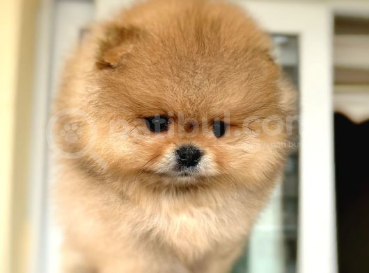 En Üst Kali̇te Oti̇ji̇nal Pomerani̇an Boo