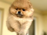 En Üst Kali̇te Oti̇ji̇nal Pomerani̇an Boo