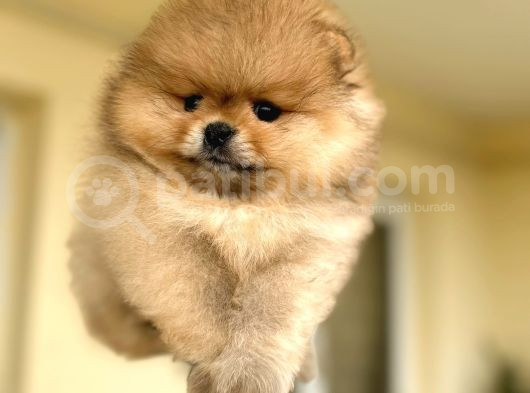 En Üst Kali̇te Oti̇ji̇nal Pomerani̇an Boo görsel
