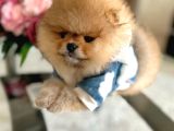 En Üst Kali̇te Oti̇ji̇nal Pomerani̇an Boo