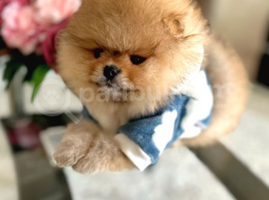 En Üst Kali̇te Oti̇ji̇nal Pomerani̇an Boo görsel