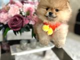 En Üst Kali̇te Oti̇ji̇nal Pomerani̇an Boo