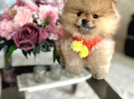 En Üst Kali̇te Oti̇ji̇nal Pomerani̇an Boo görsel