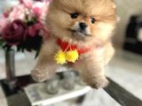 En Üst Kali̇te Oti̇ji̇nal Pomerani̇an Boo