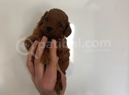 Kilo Garantili Orjinal Red Dark Brown Kore Kan Toy Poodle görsel