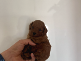 Kilo garantili orjinal Red dark brown kore Kan toy poodle