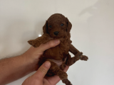 Kilo Garantili Orjinal Red Dark Brown Kore Kan Toy Poodle