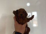 Kilo Garantili Orjinal Red Dark Brown Kore Kan Toy Poodle