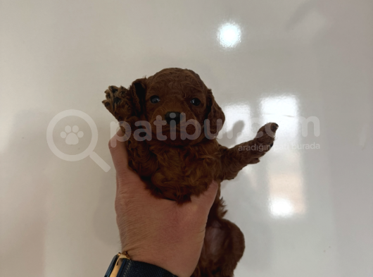 Kilo Garantili Orjinal Red Dark Brown Kore Kan Toy Poodle görsel