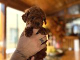 İzmi̇rde Hari̇ka Tatli Yavrumuz Toy Poodle