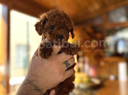 İzmi̇rde Hari̇ka Tatli Yavrumuz Toy Poodle görsel