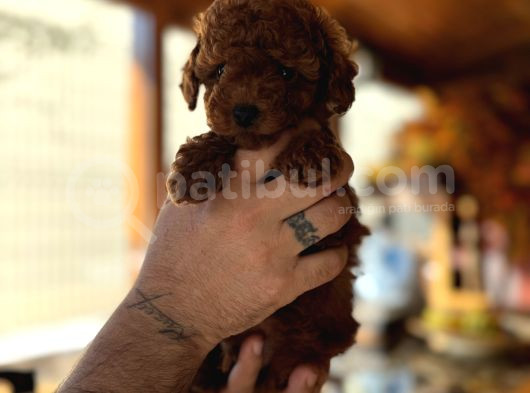 İzmi̇rde Hari̇ka Tatli Yavrumuz Toy Poodle görsel