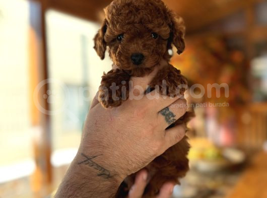 İzmi̇rde Hari̇ka Tatli Yavrumuz Toy Poodle görsel