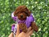 İZMİRDE HARİKA TATLI YAVRUMUZ TOY POODLE