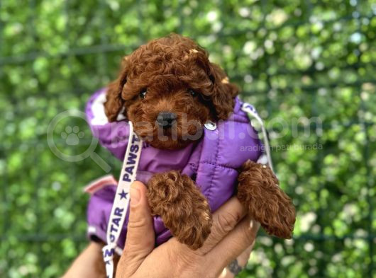 İzmi̇rde Hari̇ka Tatli Yavrumuz Toy Poodle