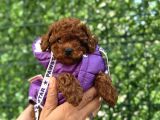 İzmi̇rde Hari̇ka Tatli Yavrumuz Toy Poodle
