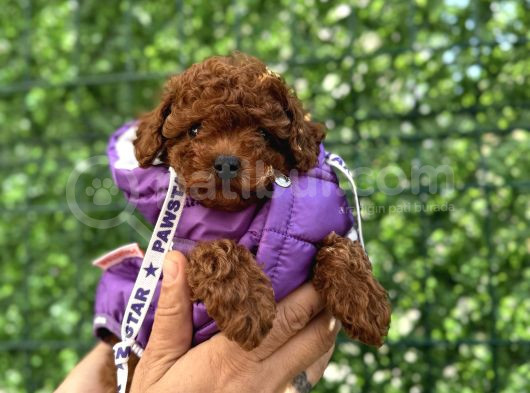 İzmi̇rde Hari̇ka Tatli Yavrumuz Toy Poodle görsel
