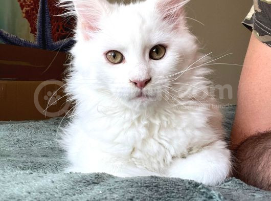 SAFKAN kısırlaştırma şartıyla ÜCRETSİZ  Maine coon