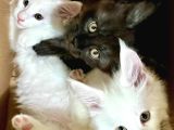 Safkan Kısırlaştırma Şartıyla Ücretsi̇z  Maine Coon