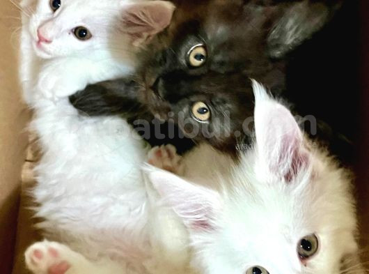 Safkan Kısırlaştırma Şartıyla Ücretsi̇z  Maine Coon görsel