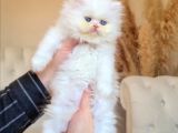 Kar Krali̇çesi̇ Odd Eyes Persi̇an Longhai̇r Di̇şi̇ Yavrumuz