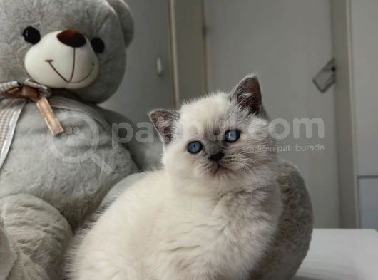 Bluepoint Dünya Güzeli görsel