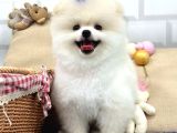 Gülen Surat Pomerani̇an Boo