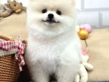 Gülen Surat Pomerani̇an Boo