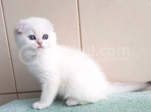 Ayıcık Surat Silver Scottish Fold Shorthair  görsel