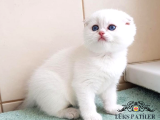 Ayıcık surat Silver Scottish Fold Shorthair 