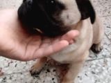 3 aylık pug erkek yavrumu uyguna sahiplendirmek istiyorum