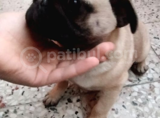 3 Aylık Pug Erkek Yavrumu Uyguna Sahiplendirmek Istiyorum