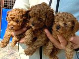 bursanın ennnnnn güzel kore poodle Bebekleri