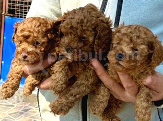Bursanın Ennnnnn Güzel Kore Poodle Bebekleri