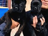 Siyah Ve Tiger Cane Corsa Arayanlar