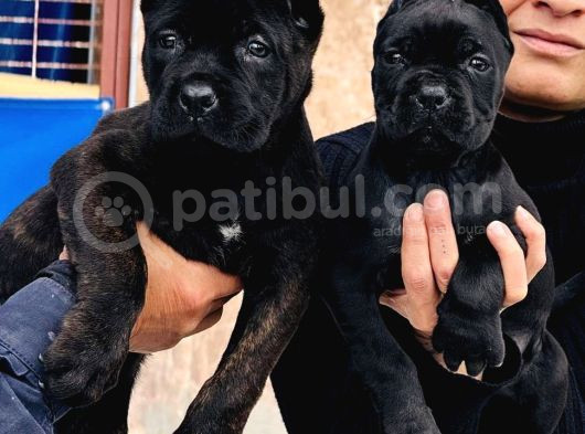 Siyah Ve Tiger Cane Corsa Arayanlar görsel