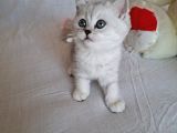 Minik Kız