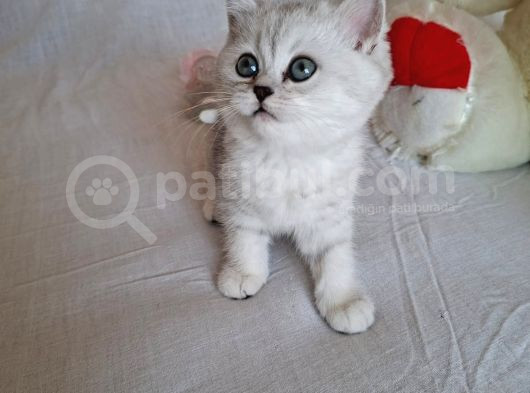 Minik Kız görsel