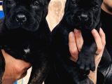Siyah Ve Tiger Cane Corsa Arayanlar
