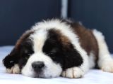 Sağlik Garanti̇li̇ Dev St Bernard Yavrular