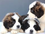 Sağlik Garanti̇li̇ Dev St Bernard Yavrular