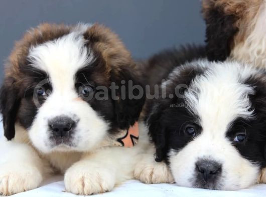 Sağlik Garanti̇li̇ Dev St Bernard Yavrular