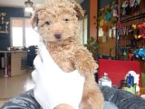 En Akıllı Apartman Köpeği A Scrli̇ Toy Poodle
