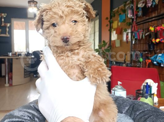 En Akıllı Apartman Köpeği A Scrli̇ Toy Poodle görsel