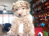 En akıllı apartman köpeği a SCRLİ toy poodle