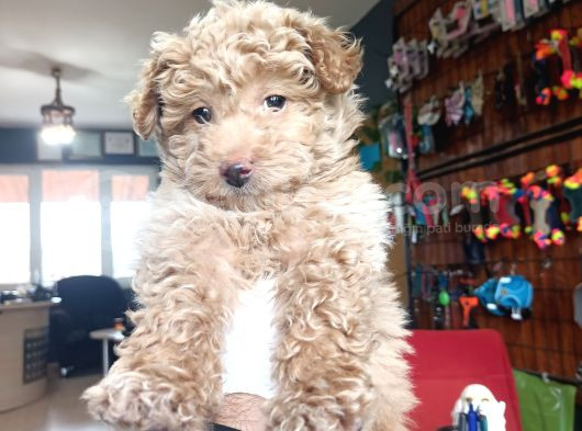 En Akıllı Apartman Köpeği A Scrli̇ Toy Poodle